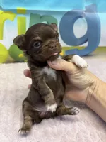 Emma, a  Chihuahua for sale in Homerville, GA – Photo 2 of 5