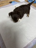 Emma, a  Chihuahua for sale in Homerville, GA – Photo 4 of 5