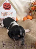 Blossom , a female Miniature Dachshund for sale in Homerville, GA – 6 of 8