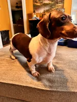 Bubbles, a female Miniature Dachshund for sale in Homerville, GA – 5 of 6