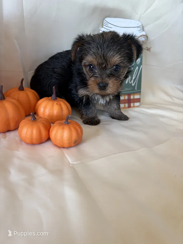 Shelby  – Yorkshire Terrier puppy for sale in Homerville, GA