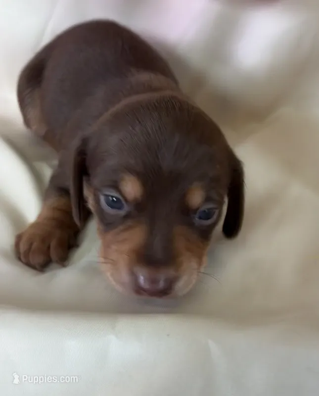 Tibby – Miniature Dachshund puppy for sale in Homerville, GA