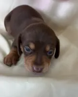 Tibby, a female Miniature Dachshund for sale in Homerville, GA – 1 of 5
