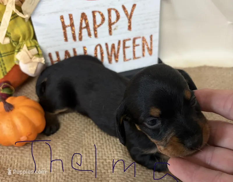 Thelma – Miniature Dachshund puppy for sale in Homerville, GA