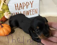 Thelma, a female Miniature Dachshund for sale in Homerville, GA – 1 of 5