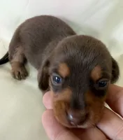 Bridget, a female Miniature Dachshund for sale in Homerville, GA – 3 of 5