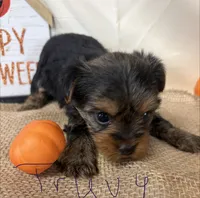 Truvy, a female Yorkshire Terrier for sale in Homerville, GA – 3 of 6