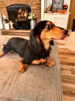 Duke , a male Miniature Dachshund for sale in Homerville, GA – 6 of 6