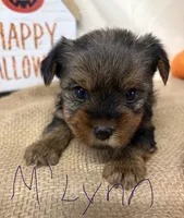 M’Lynn, a female Yorkshire Terrier for sale in Homerville, GA – 3 of 7