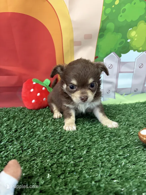 Betsy  – Chihuahua puppy for sale in Homerville, GA