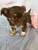 Betsy , a female Chihuahua for sale in Homerville, GA – Photo 2 of 9