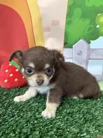 Betsy , a female Chihuahua for sale in Homerville, GA – Photo 8 of 9