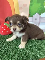 Betsy , a female Chihuahua for sale in Homerville, GA – Photo 7 of 9