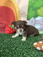 Betsy , a female Chihuahua for sale in Homerville, GA – Photo 9 of 9
