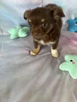 Betsy , a female Chihuahua for sale in Homerville, GA – Photo 3 of 9