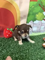 Betsy , a female Chihuahua for sale in Homerville, GA – Photo 5 of 9