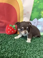 Betsy , a female Chihuahua for sale in Homerville, GA – Photo 6 of 9