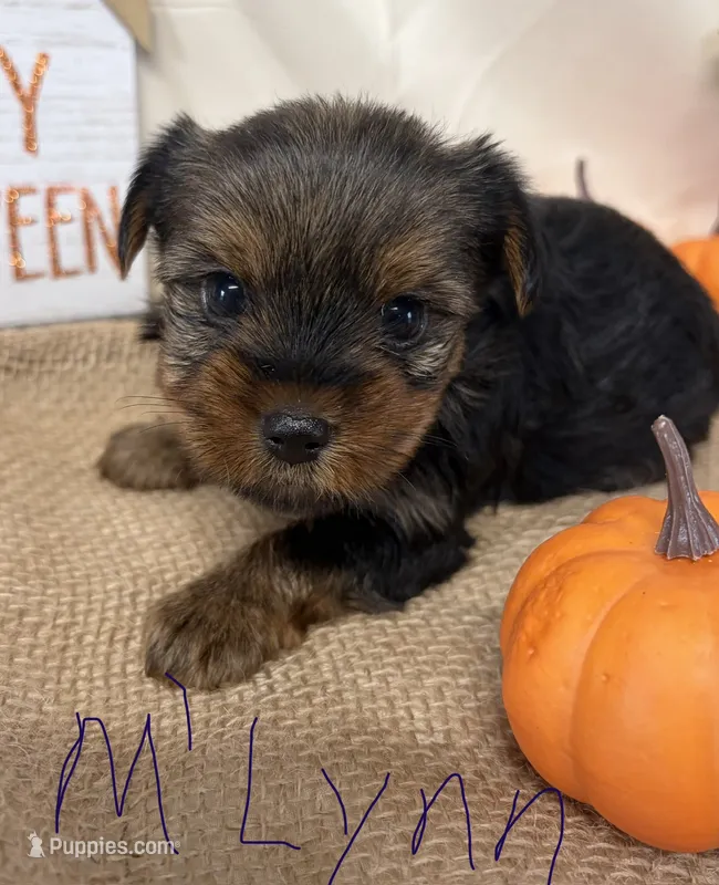M’Lynn – Yorkshire Terrier puppy for sale in Homerville, GA