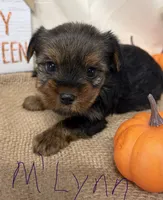 M’Lynn, a female Yorkshire Terrier for sale in Homerville, GA – 1 of 7