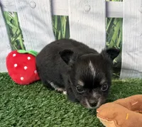 Lily , a female Chihuahua for sale in Homerville, GA – 3 of 6