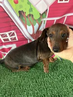 Barry, a male Miniature Dachshund for sale in Homerville, GA – Photo 9 of 10