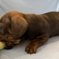 Barry, a male Miniature Dachshund for sale in Homerville, GA – Photo 4 of 10