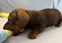 Barry, a male Miniature Dachshund for sale in Homerville, GA – Photo 4 of 6