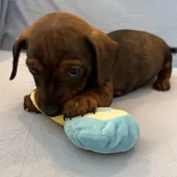 Barry, a male Miniature Dachshund for sale in Homerville, GA – Photo 5 of 10