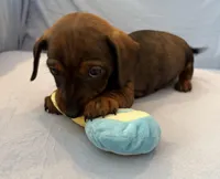 Barry, a male Miniature Dachshund for sale in Homerville, GA – Photo 5 of 6