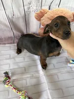 Barry, a male Miniature Dachshund for sale in Homerville, GA – Photo 9 of 10