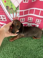 Barry, a male Miniature Dachshund for sale in Homerville, GA – Photo 10 of 10