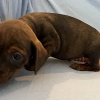 Barry, a male Miniature Dachshund for sale in Homerville, GA – Photo 3 of 10