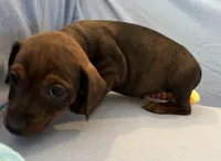 Barry, a male Miniature Dachshund for sale in Homerville, GA – Photo 3 of 6