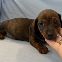 Barry, a male Miniature Dachshund for sale in Homerville, GA – Photo 1 of 10