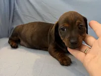 Barry, a male Miniature Dachshund for sale in Homerville, GA – Photo 1 of 6