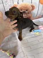 Barry, a male Miniature Dachshund for sale in Homerville, GA – Photo 10 of 10