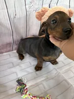 Barry, a male Miniature Dachshund for sale in Homerville, GA – Photo 7 of 10