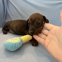 Barry, a male Miniature Dachshund for sale in Homerville, GA – Photo 6 of 10