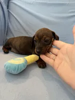 Barry, a male Miniature Dachshund for sale in Homerville, GA – Photo 6 of 6