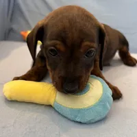 Barry, a male Miniature Dachshund for sale in Homerville, GA – Photo 2 of 10