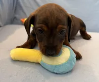 Barry, a male Miniature Dachshund for sale in Homerville, GA – Photo 2 of 6