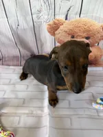 Barry, a male Miniature Dachshund for sale in Homerville, GA – Photo 8 of 10