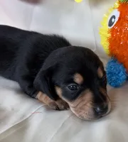 Carmin, a female Miniature Dachshund for sale in Homerville, GA – 4 of 5