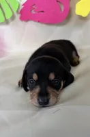 Carmin, a female Miniature Dachshund for sale in Homerville, GA – 3 of 5