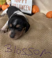 Blossom , a female Miniature Dachshund for sale in Homerville, GA – 2 of 8