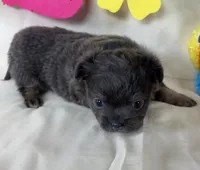Cami, a female Chihuahua for sale in Homerville, GA – 1 of 6