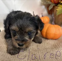 Clairee, a female Yorkshire Terrier for sale in Homerville, GA – 3 of 7