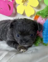 Cami, a female Chihuahua for sale in Homerville, GA – 3 of 6