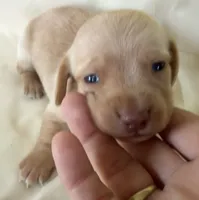 Lena, a female Miniature Dachshund for sale in Homerville, GA – 5 of 5
