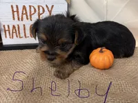 Shelby , a female Yorkshire Terrier for sale in Homerville, GA – 3 of 8
